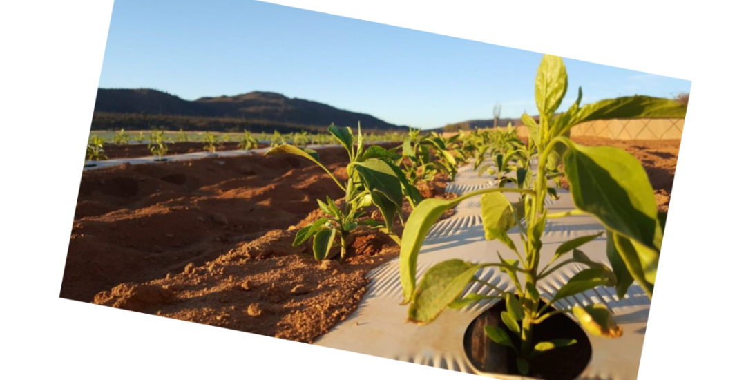 June 1, 2018 – Arenoso