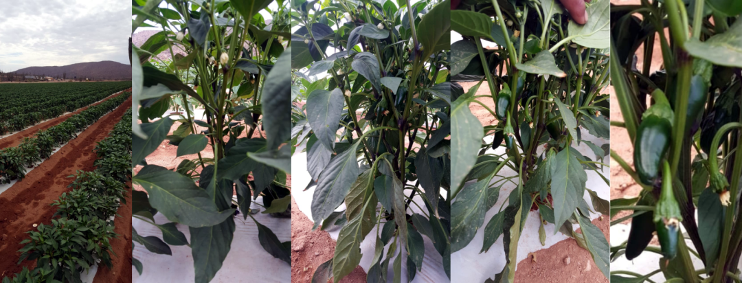 July 11, 2018 – Arenoso