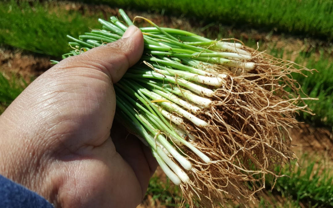 April 30, 2019 – Arenoso